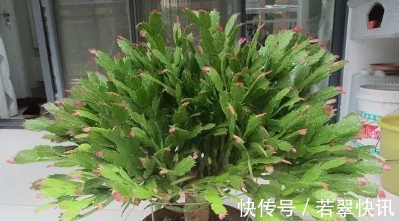 浇水|老花匠这样养蟹爪兰,“1种汁液”兑水浇,7天1次,新芽蹭蹭冒