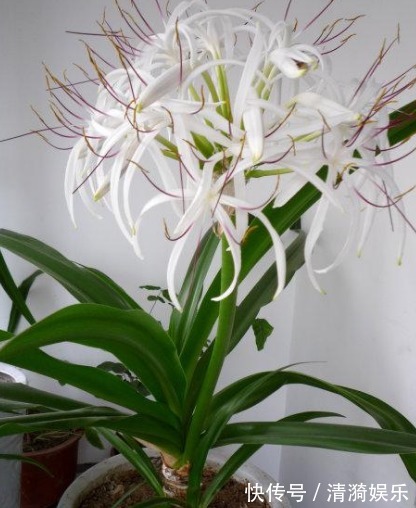 在家就养四种花,名字好听还旺运,简单养护一下,蹭蹭长爆盆