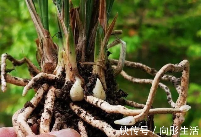兰花新芽太多怎么办？发几个新芽才最合适？摘芽三要点要记住