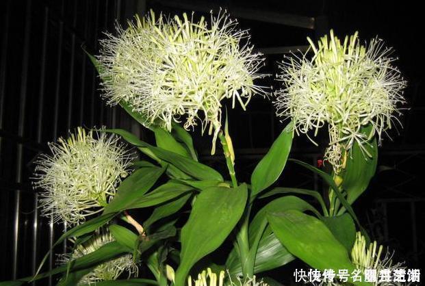 3种绿植，开花便是“好兆头”，家里放一盆，日子顺风又顺水