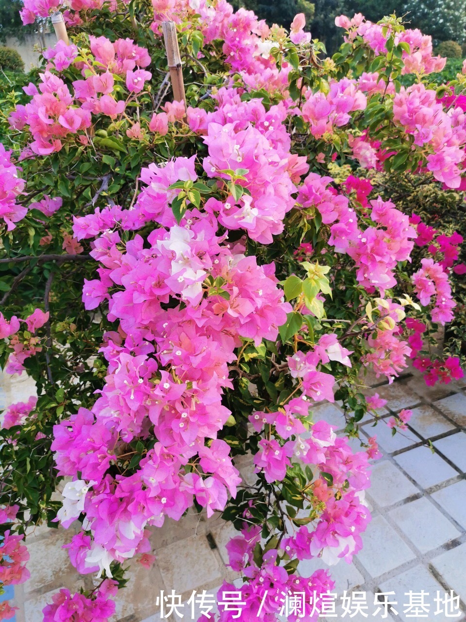 养护|在院子里“粗”养的三角梅,9月满树开花朵,养护有3个关键点