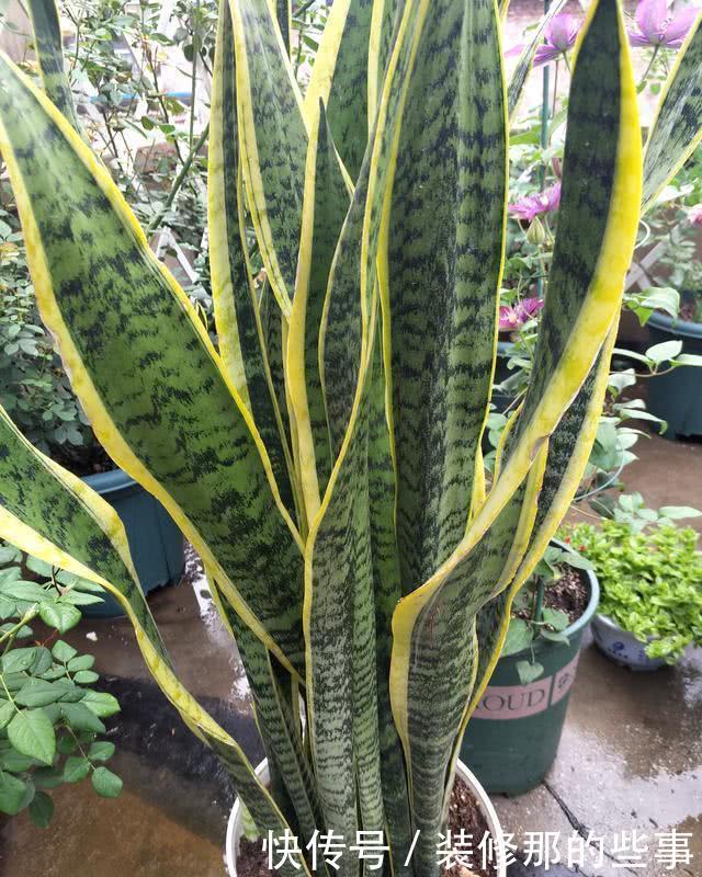 虎皮兰|虎皮兰长得慢?教你3个“基本功”,叶片厚,长得快,新芽多