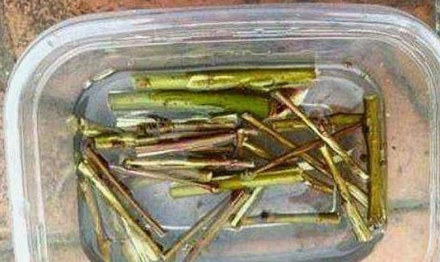 水杨酸|5种“生根水”,家家都有,不花1分钱,扦插花卉“7天”生白根