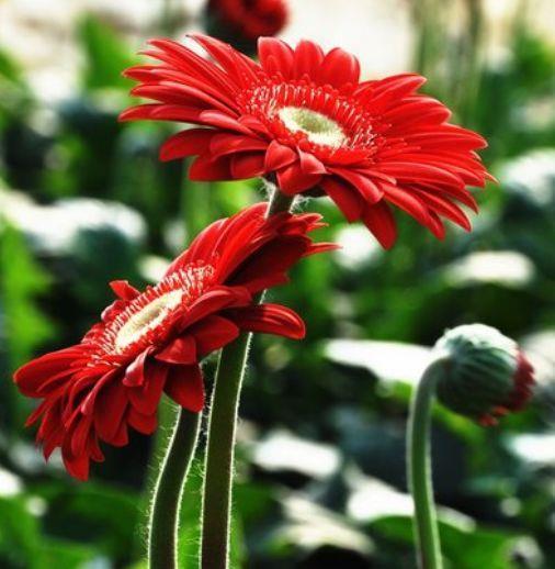  几款花卉颜值超高的，花大服盆快，开花勤还爱爆盆