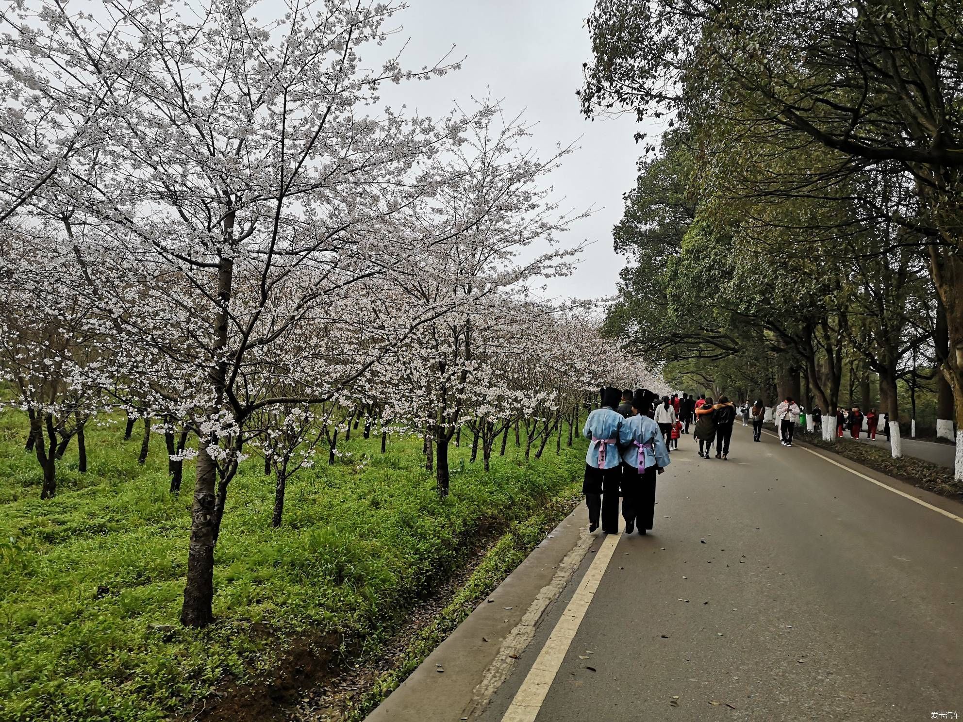 探访平坝樱花园