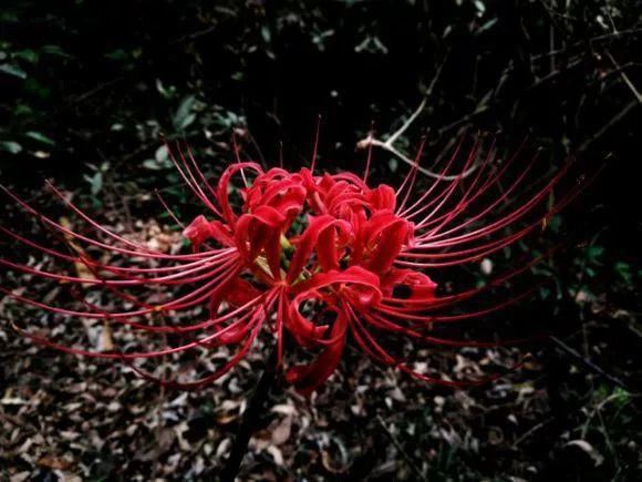 33种花，33首歌，太美了！