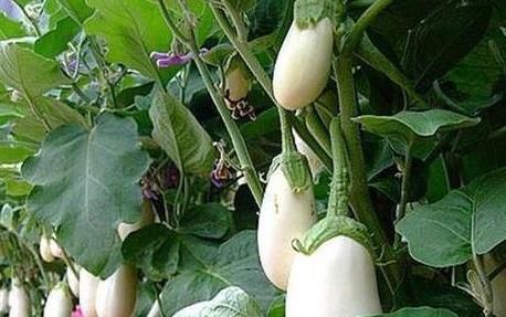 秋天|秋天干燥女性推荐常吃三种食物，排毒养颜，延缓衰老，早吃早好！