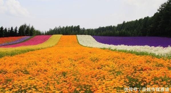 日本北海道薰衣草 花开季节吸引众多中国游客 很多是恋人 快资讯