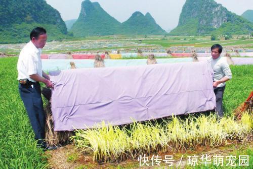 长得像蒜黄,市场十分火爆,一斤能卖20元,菜农:种起来很麻烦