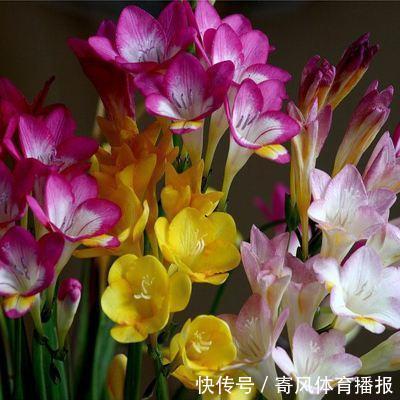 10月“值得”养5种球根花,10天就生根,养2月就开花