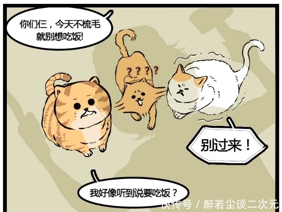 漫画|搞笑漫画：圆滚滚到了脱毛的季节，一场人猫追击战开始了！