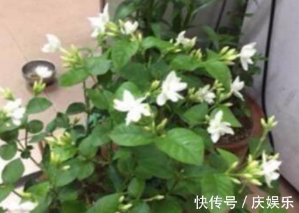 养花|出门捡块“它”,砸碎扔盆里,土壤疏松不板结,几年不换盆也能长