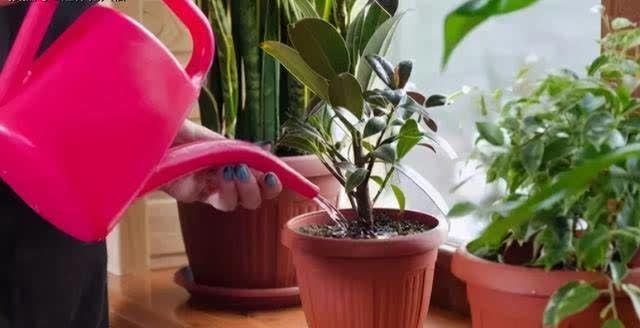 发现冬天养花有5种水不能浇，浇之后，那叫一个“惨”，都看看吧