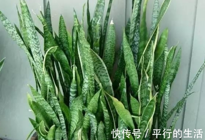 根系|养虎皮兰不长个?找到一个“小开关”,不出一月蹭蹭长!