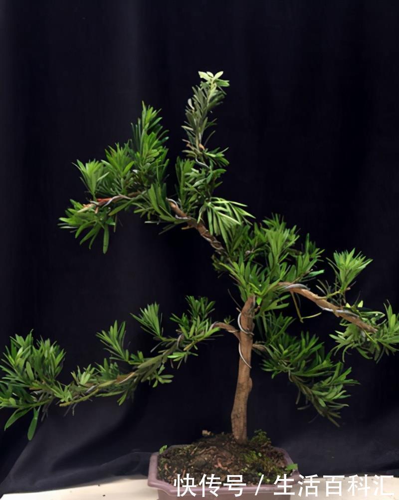 有名|罗汉松与黑松是有名的观赏绿植,长得像名字像,怎么区分怎么养护