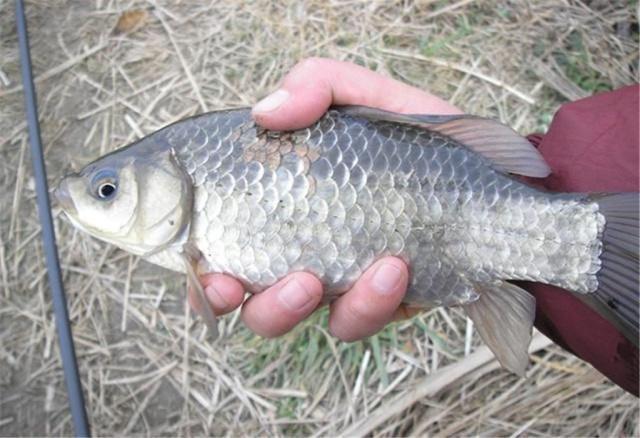 钓鱼|想要钓鲫鱼,子线长度很重要,这种长度很合理,不长也不短