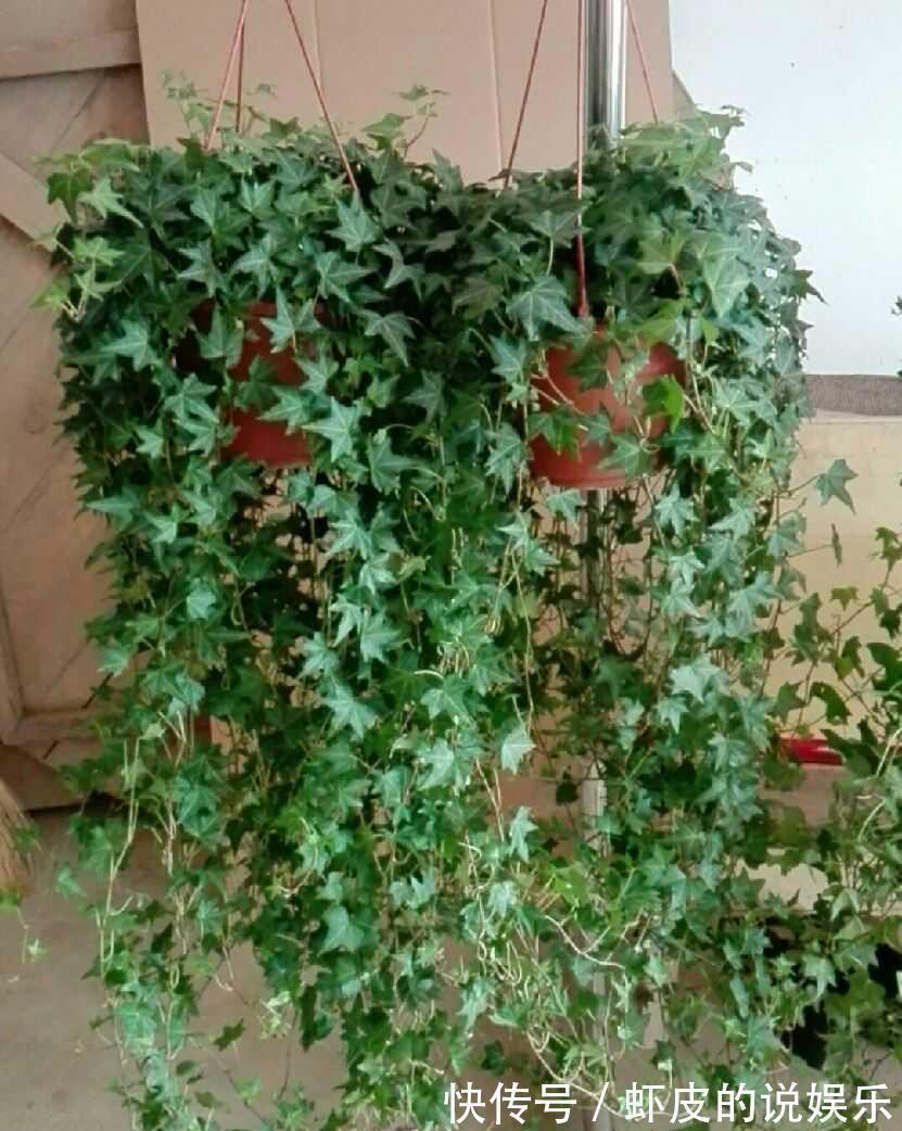 空气|12种“健康花”,家里没太阳,照样长爆盆,贵气漂亮,旺家又养人