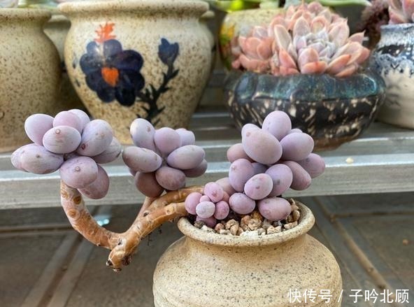 桃蛋不但能养出老桩状态,还能把叶片控出又肥又圆的状态!