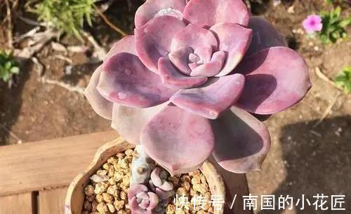 叶片|养多肉不爆“头”?“掰叶法”来帮忙,叶片掰一掰,叶下长满新头