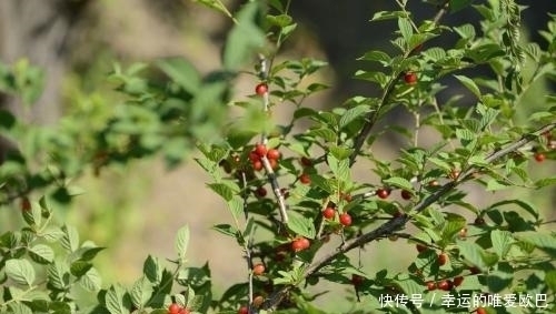 白樱桃|这种蕴含乡土气息的野果,不仅能补中益气,还是榨油的好材料