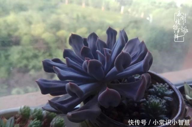 艳日辉|我是多肉飘窗党，我来晚了！我是多肉飘窗党，我来晚了！
