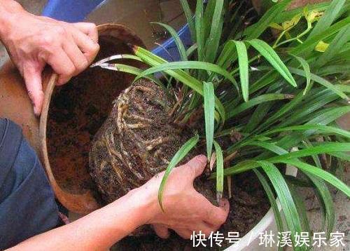 旧土|旧土留好别扔了，加点东西重新肥得流油，不板结养分高