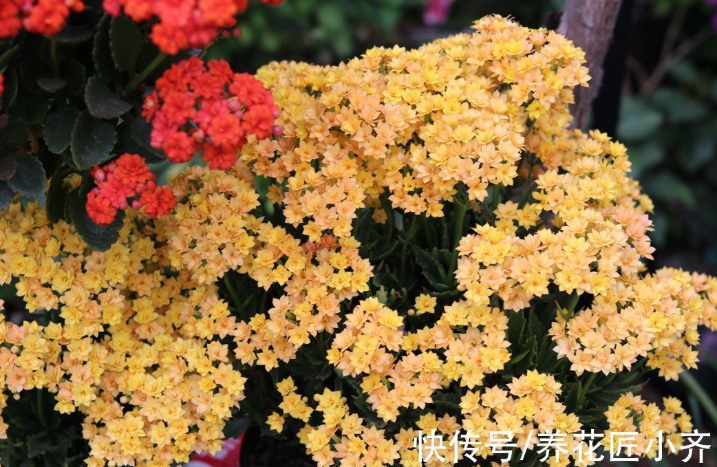 长寿花长出花苞,做好3个养护关键,花开整齐,不黄不落