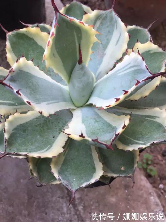 3种“丑花”，长得不怎么样，却能旺运镇宅，关键还好养