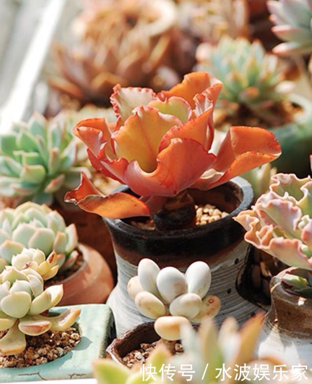 天天|薄荷勤修剪，多肉来点肥，打开疯长模式，天天长不停！