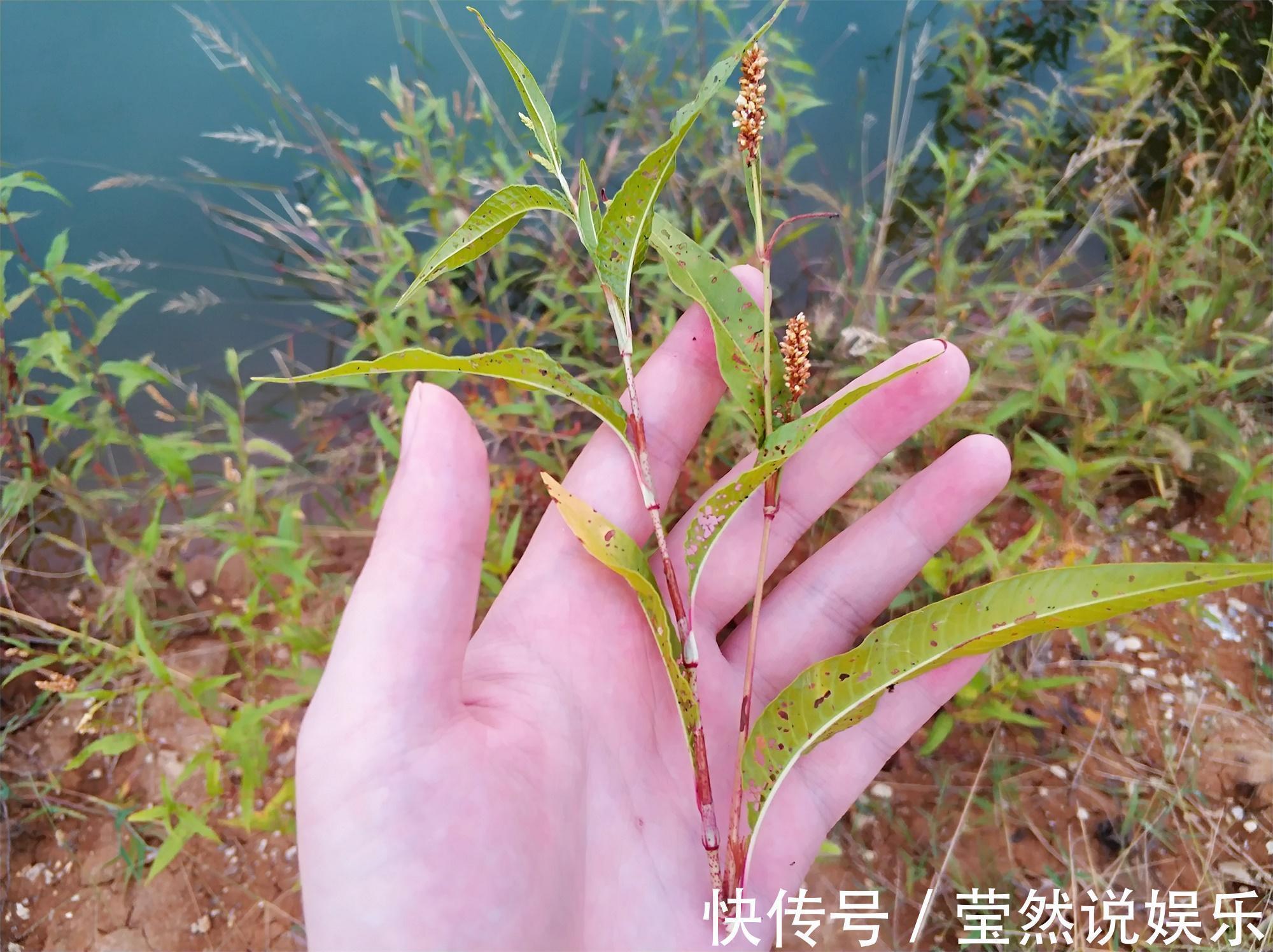 狗尾巴草|一种形似竹子的野草,价值珍贵,人称“痛骨消”,如今10元一斤