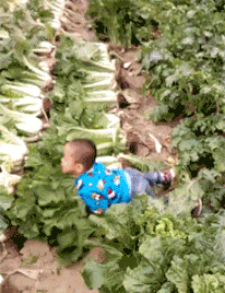 |搞笑GIF:这俩猴太皮了,跑下去只为帮乌龟翻个身