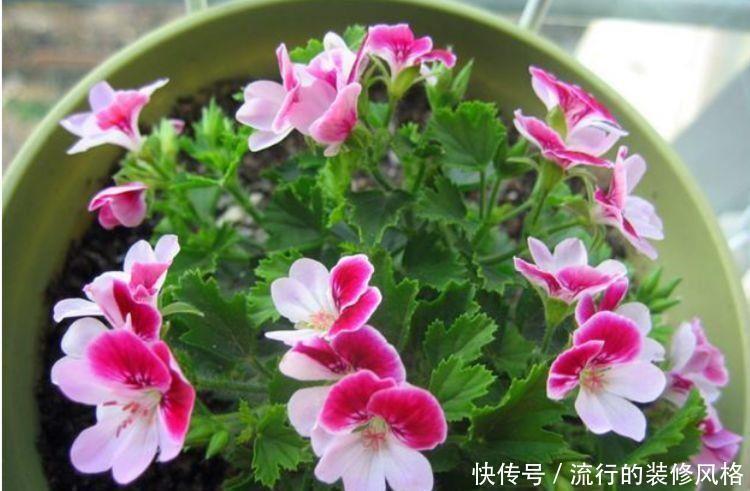 几种花卉轻松在阳台开出花海,一年四季可开花,值得入手