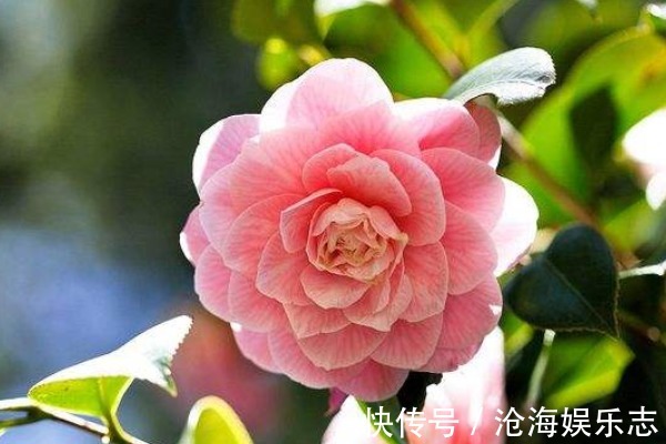 烂桃花|“烂桃花缠身”的4大生肖女，一生风流情人多，到老都是人见人爱