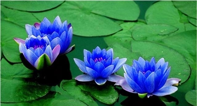 金牛座|别爱上这四个星座,不然你一辈子也舍不得离开他们