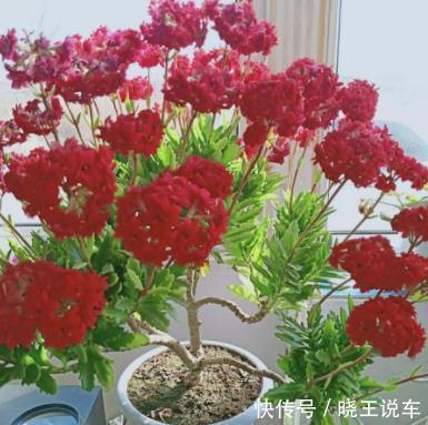 长寿花换盆,这样操作,开花多不烂根