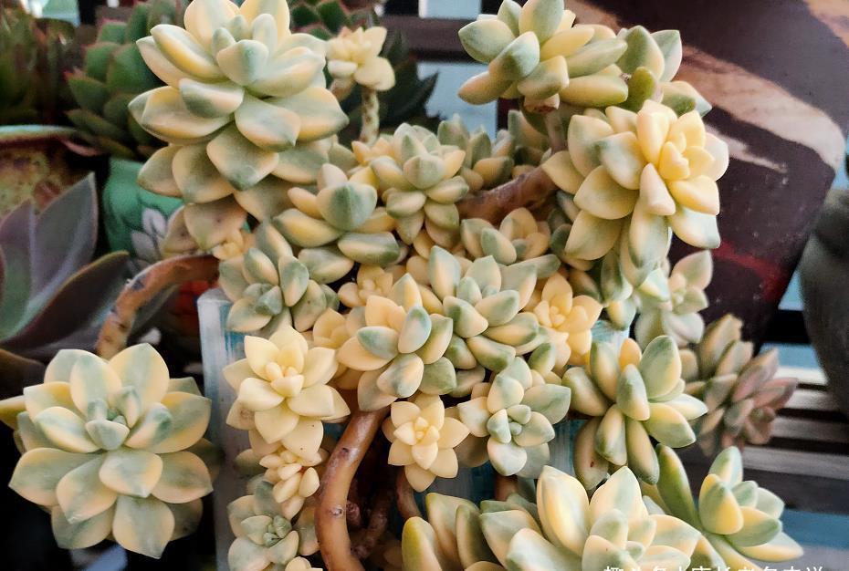 多肉悬崖桩|多肉悬崖桩栽种的时候不好固定?只需一根铁丝或铝丝即可轻松搞定