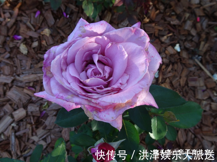 喜欢菊花,不如养盆“玫瑰珍品”天堂月玫瑰,花朵美艳,红里透紫