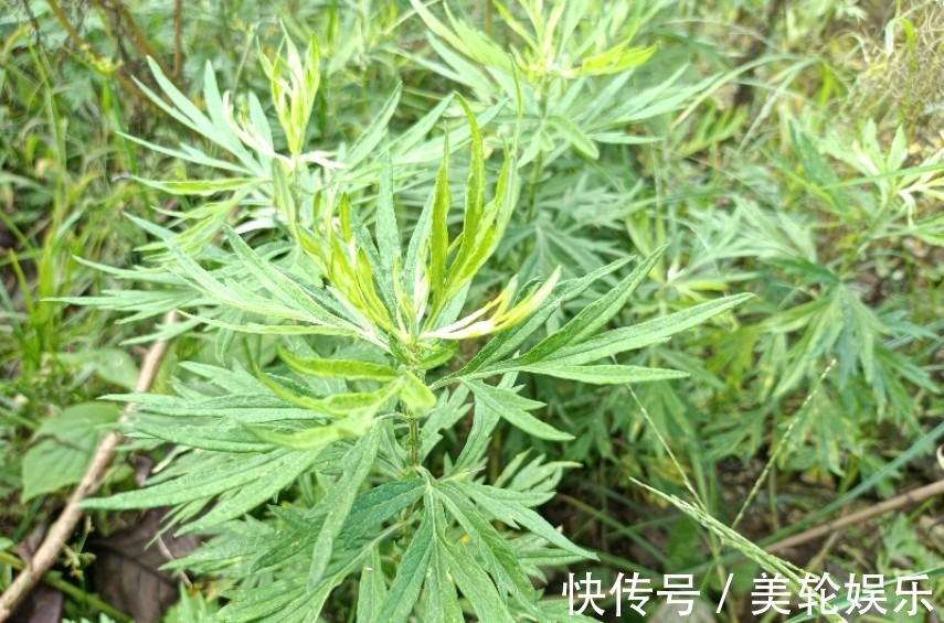 叶子|若它长在你家屋旁，记得只采叶子，别挖根，价值珍贵，遇到就是福