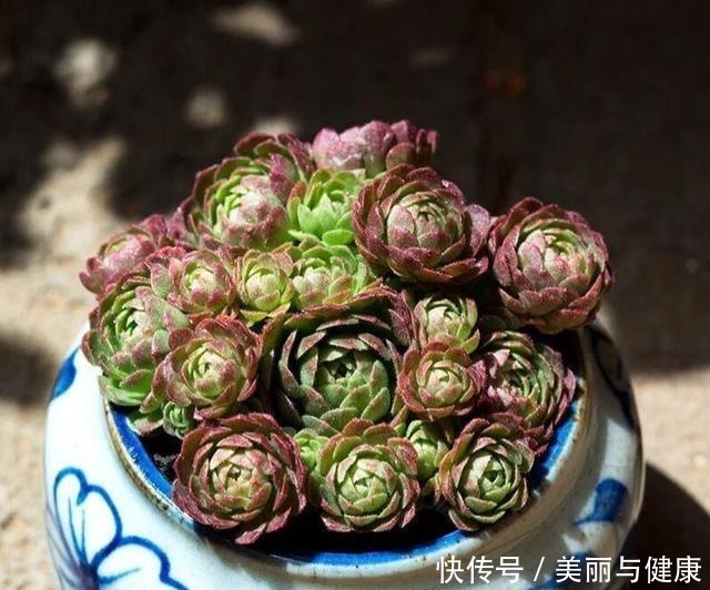 相见恨晚的“多肉爆盆法”,挑个心,切一刀,新芽多到溢出盆!