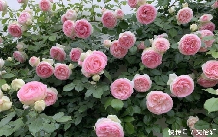品种|100个月季品种，千姿百态，每个都很漂亮，图名并茂，值得收藏