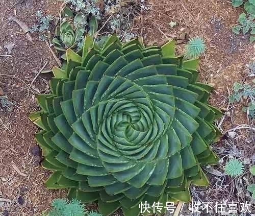 植物|神“造”般的植物奇景,仿佛画作精品,小编已深深着迷!
