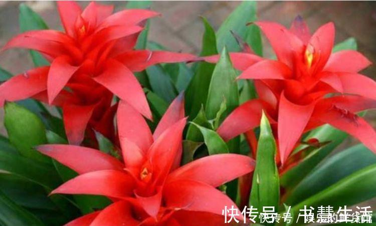 珍珠芦荟|4种花寓意好,家里养一盆,增福又纳财,养100盆也不嫌多!