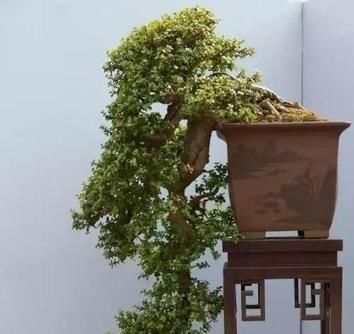 塑型|养一盆金枝玉叶,一剪一扎,轻轻松松,变成值钱的“盆景”