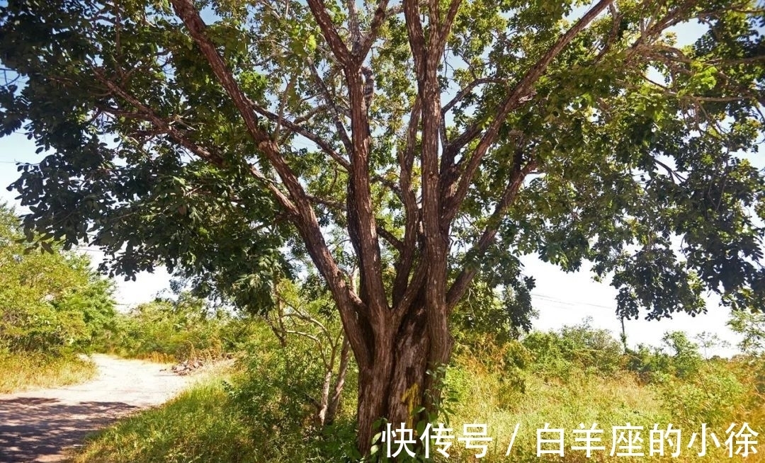 有一种很像紫檀的树木,木质带有清香,很多人却不懂珍惜