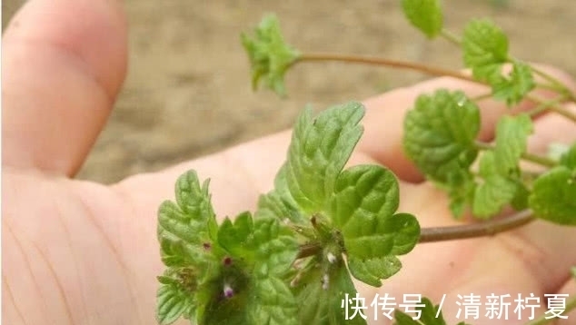 中草药|农村的一种野草,现在却千金难买,看见一定要带回家!