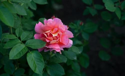 月季花怎么养护才能让叶子更油亮？