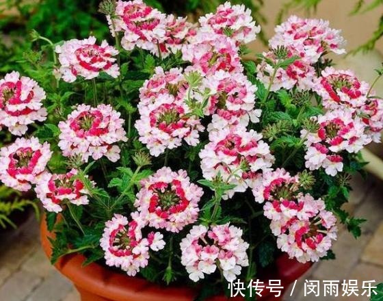 马齿觅|阳台盆栽花卉,怕难度大、开花少就养盆金枝玉叶,可赏花观叶