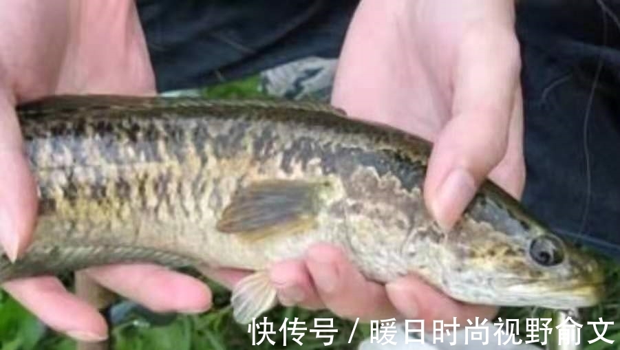 饵料|一时忘了告诉你,对付黑鱼我只需用这钓法,操作简单,遛鱼特过瘾