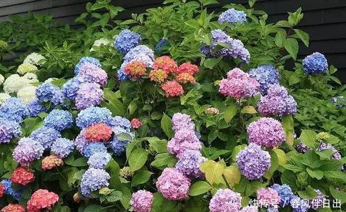 长势|绣球花开败后,及时做好3件事,苗壮芽多,花量翻两番