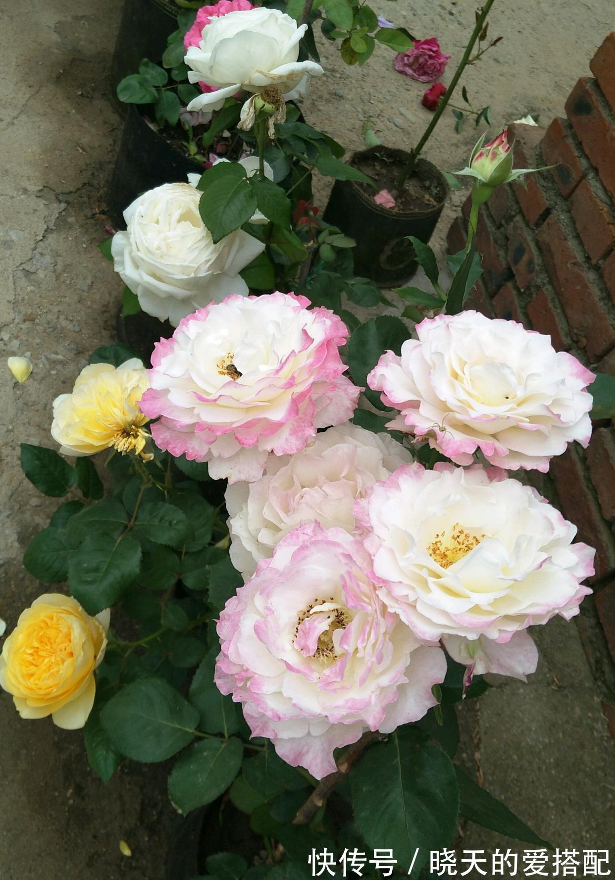 月季花|月季花界的“天使”,自带仙气,浓香四溢,丰花勤花,阳台也能种